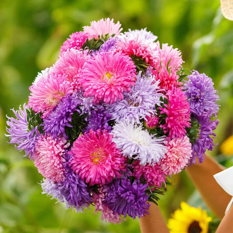 Mixed Callistephus/Chinese Aster Seeds-Annual