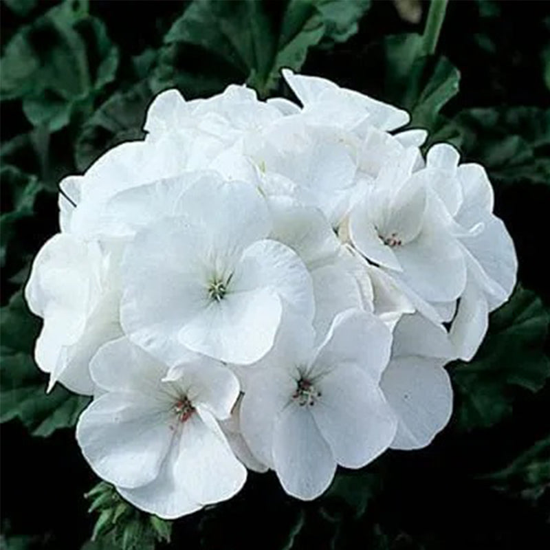 Semillas de geranio pinto blanco premium f1