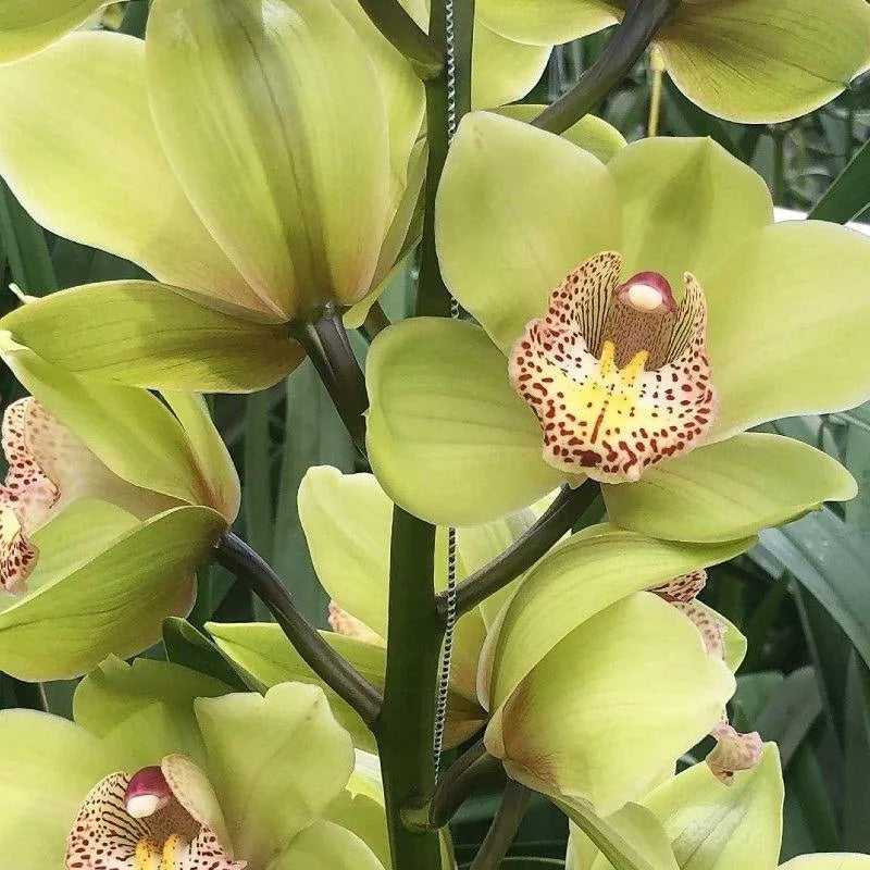 Cymbidium Orchid Seeds-Light Green