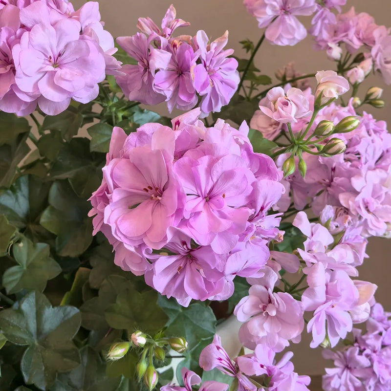 Purple Blossom Geranium Seeds