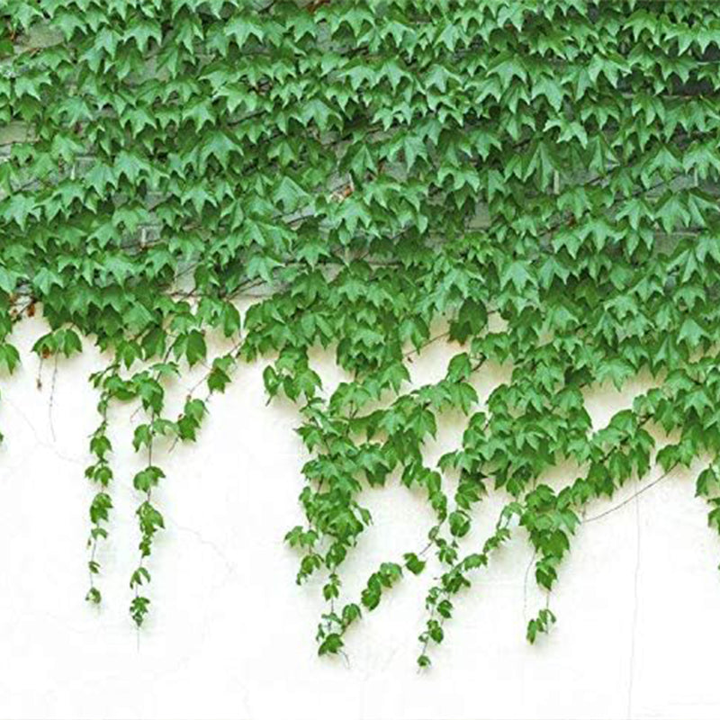 Semillas de hiedra, enredaderas, lianas, enredaderas verdes, hermosas plantas trepadoras que se arrastran por el suelo, bonsái para el hogar