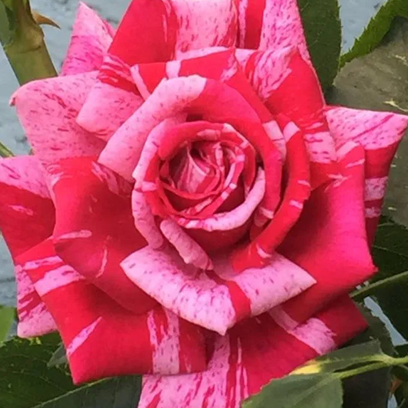 Rosa roja blanca Rosa miniatura