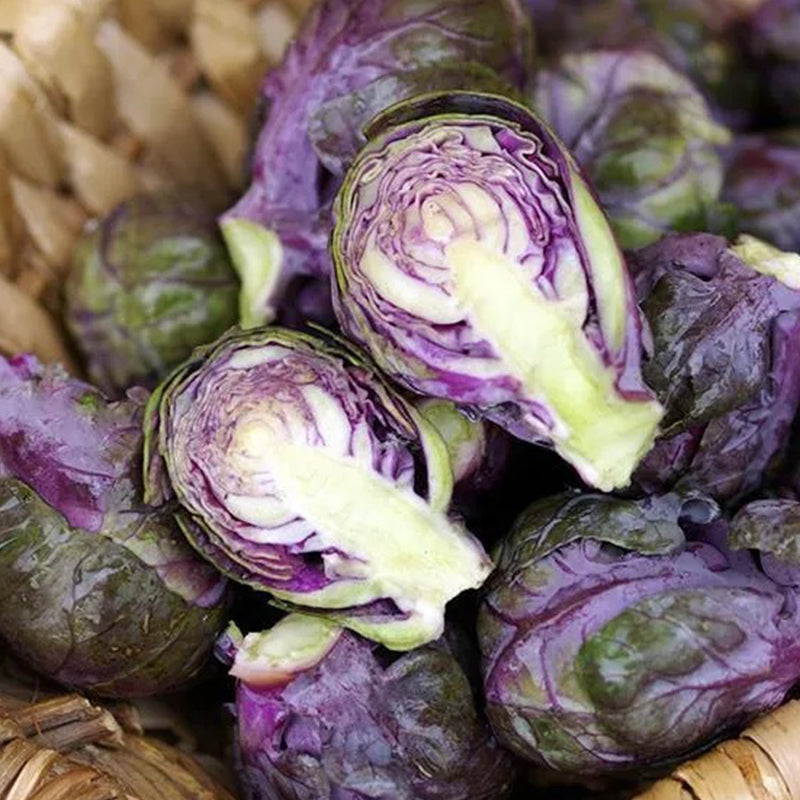 Brussels Sprouts Redarling F1