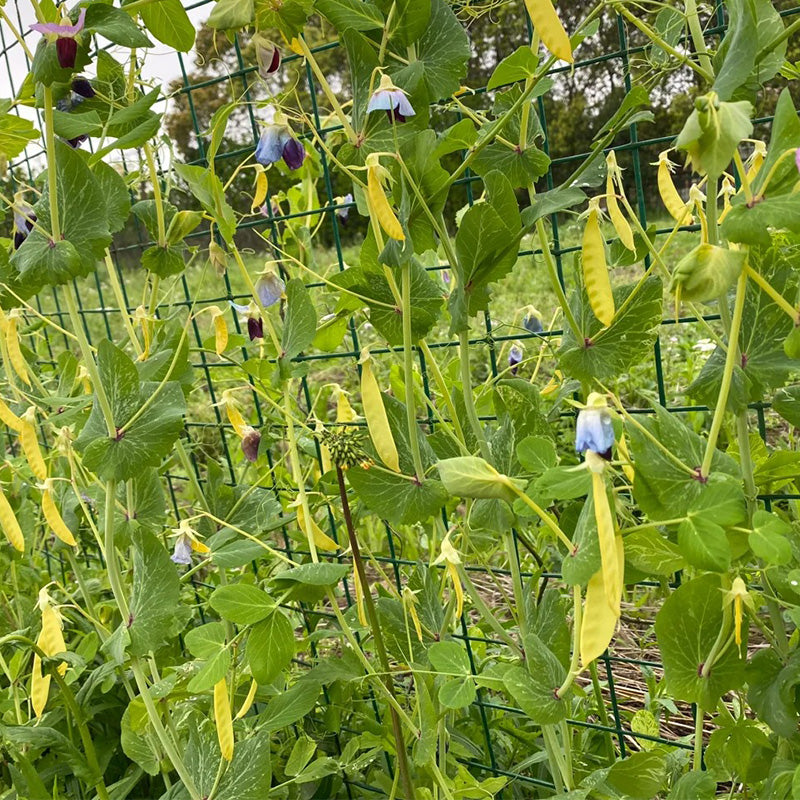 Blue-Flowered Golden Snow Pea Seeds