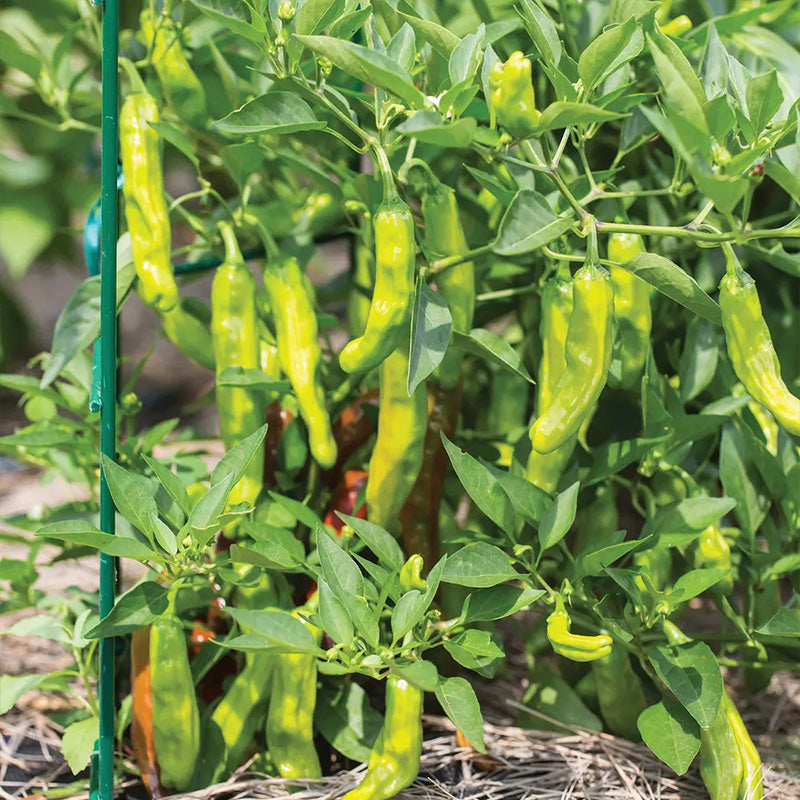 Pepper, Hot, Dragon Roll Hybrid