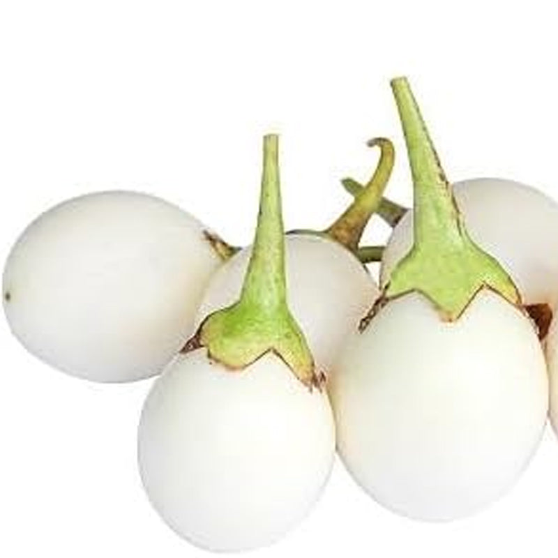 Semillas de berenjena fresca