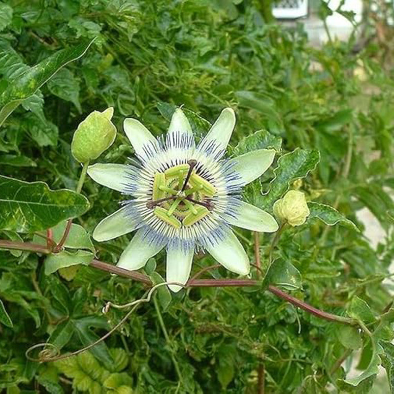 Semillas de flores de maracuyá para plantar