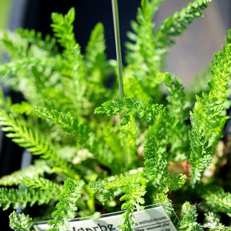 Semillas de milenrama para plantar Semillas de flores blancas para plantar en jardines interiores y exteriores Regalo de jardinería