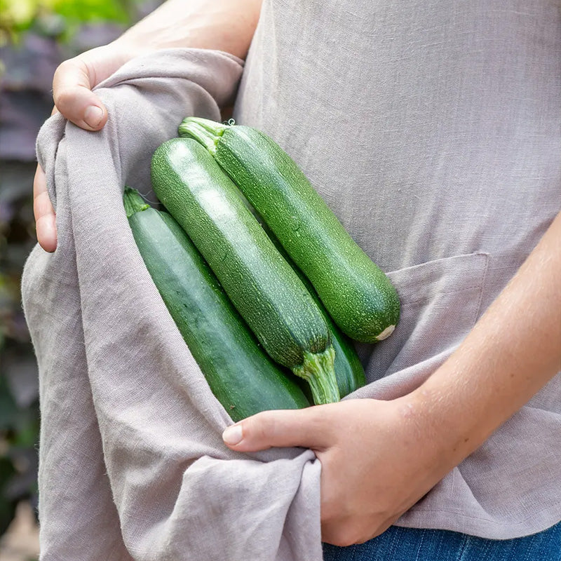 Squash, Summer, Fordhook Zucchini