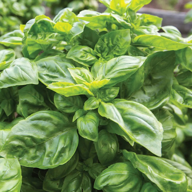Basil, Pesto Party