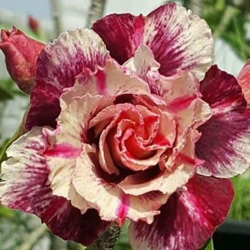 Adenium obesum Sugarism Seeds