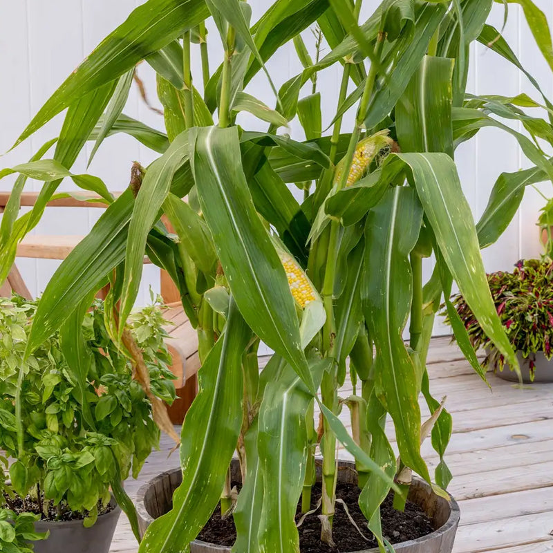 Corn, On Deck Hybrid