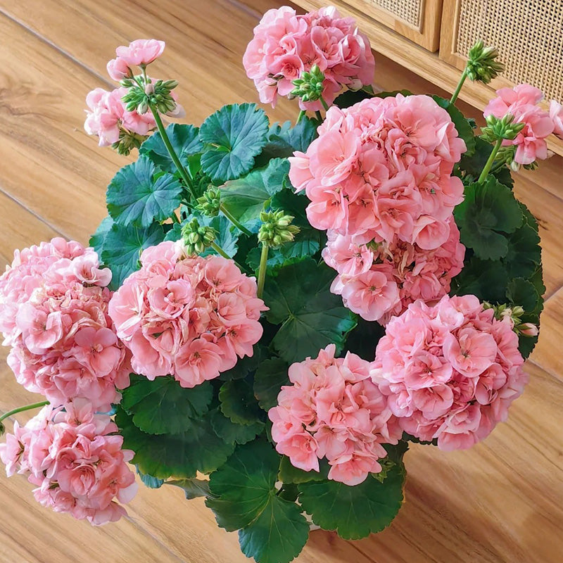 Pink Apple Blossom Geranium Seeds