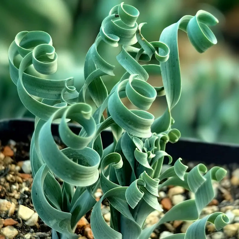 Rare Spring Grass Spiral Succulents