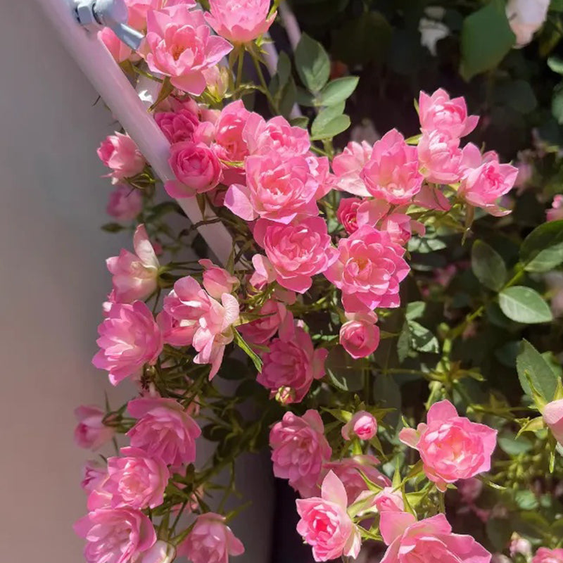 Semillas de rosa de loto estrella: florecen todo el año y traen buena fortuna de forma continua