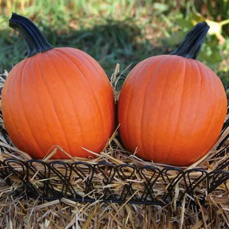 Calabaza Bellatrix F1