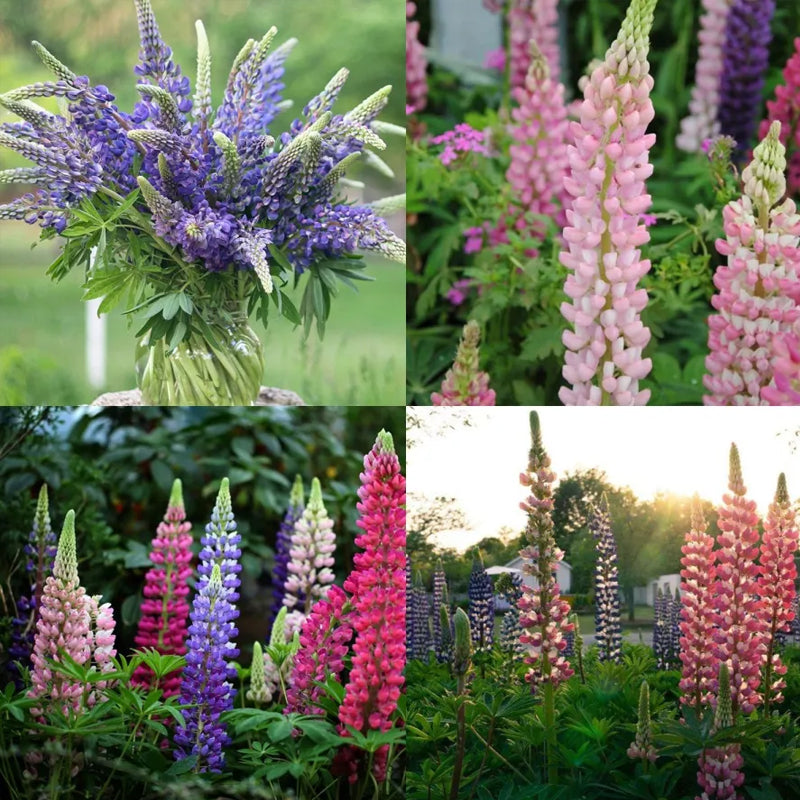 Delphinium Seeds Suitable for autumn & winter