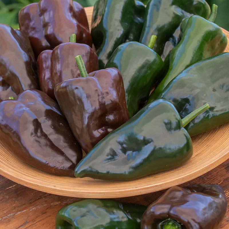 Pepper, Hot, Poblano (Ancho)