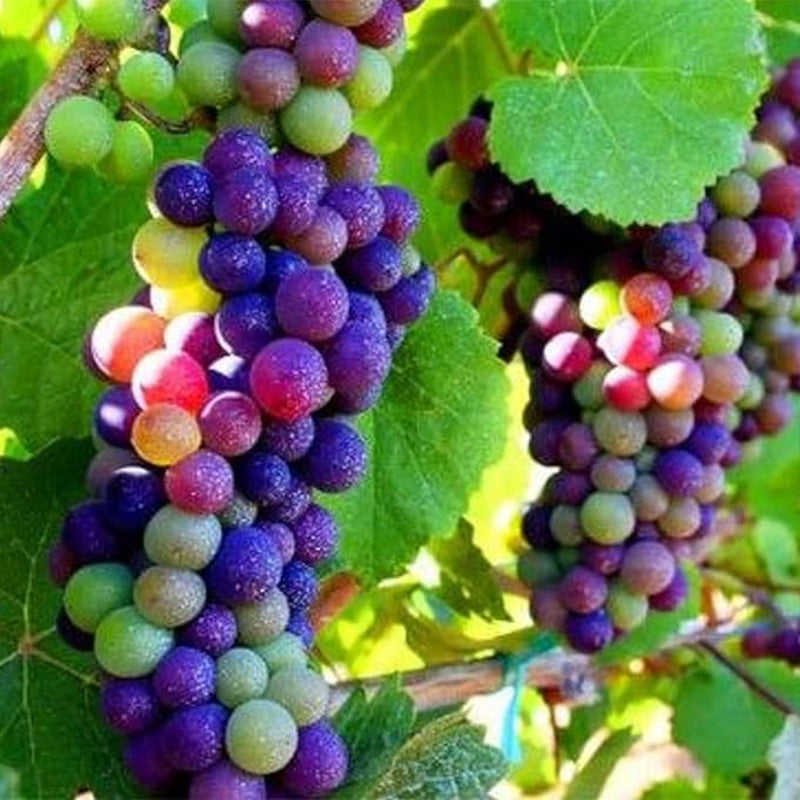 Rainbow Grape Fruit Seed Rare Sweet Fruit Gardening