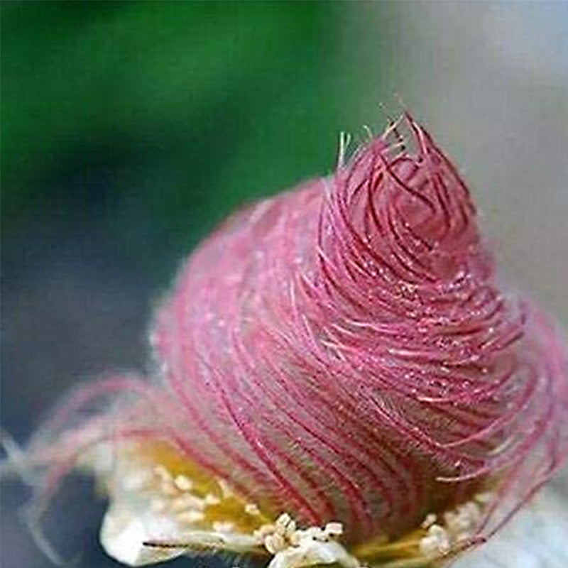 Semillas de flores de humo de pradera