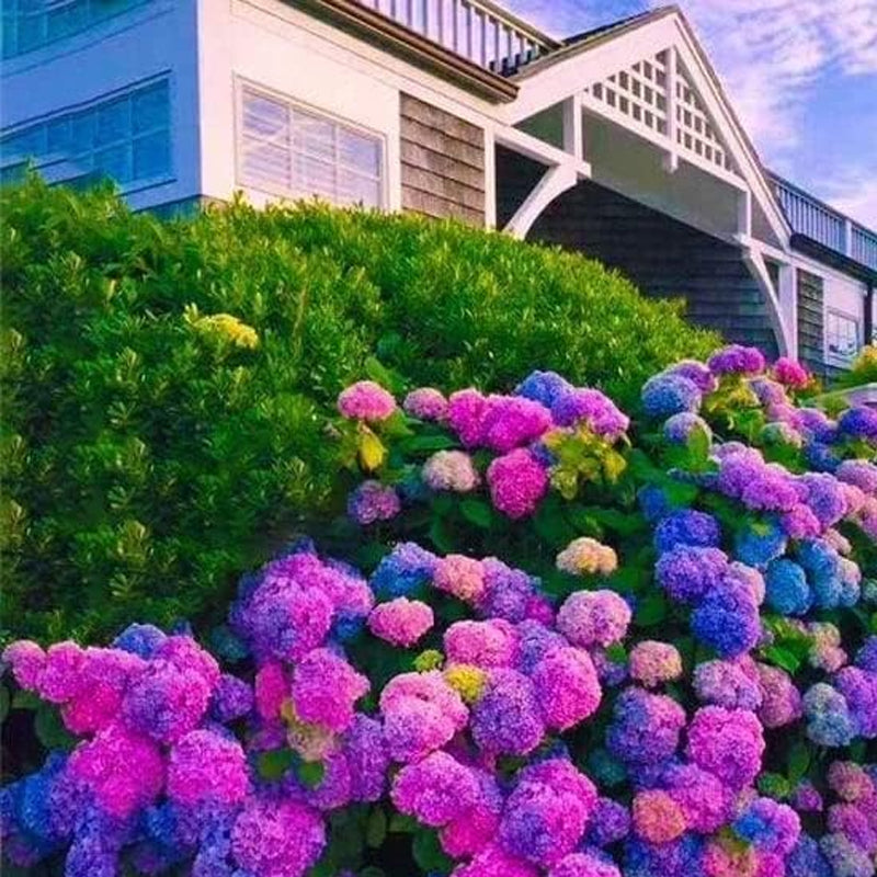 Blue Pink Purple Hydrangea Seeds Hardy Plant Seeds for Gardening Enthusiasts - Easy-to-Grow