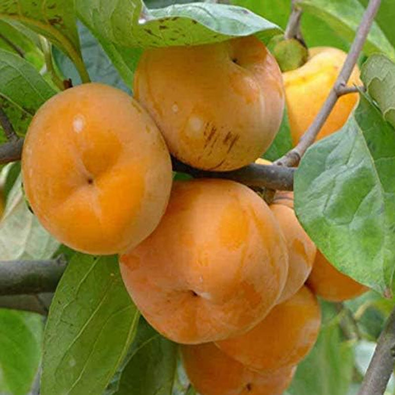 Semillas de frutos del árbol de caqui Diospyros Hachiya Planta alta en maceta Fruta de gran sabor