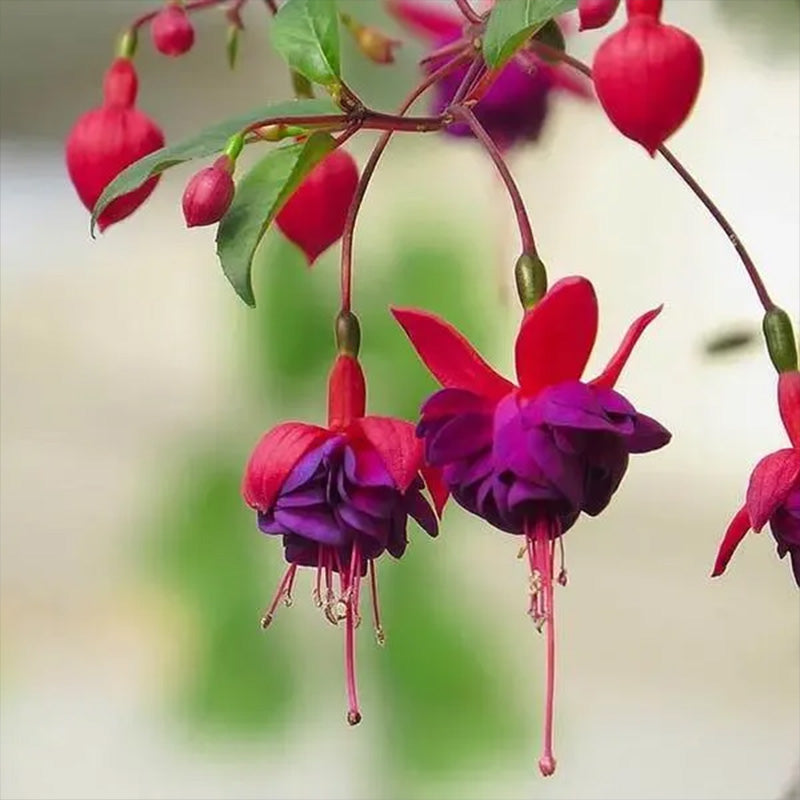 Fuchsia Hybrida Voss Seeds The fairy flower