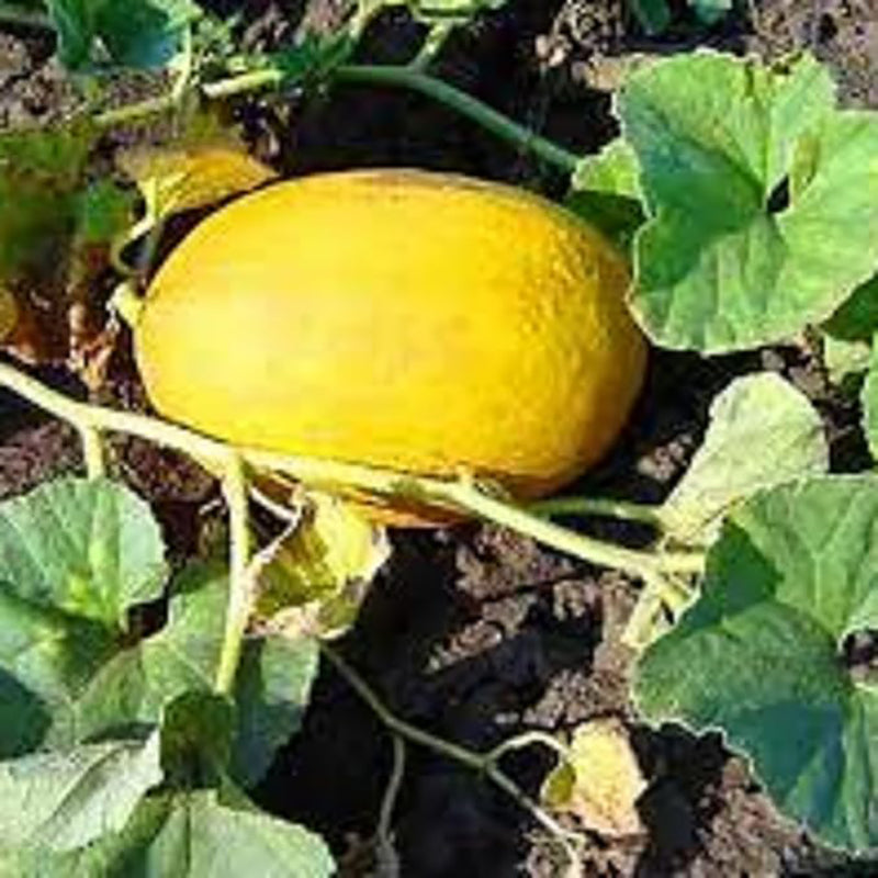 Golden Honeydew Seed Japanes Kogane Makuwauri Sweet Melon Non-GMO Juicy Fruit Great Sweet Taste Gardening