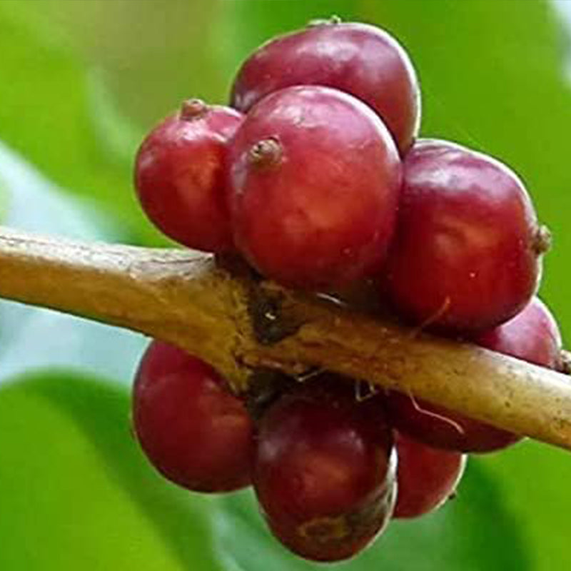 Semillas de la planta de café Coffea Canephora Robusta