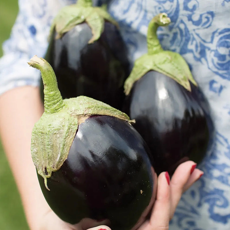 Eggplant, Early Midnight Hybrid