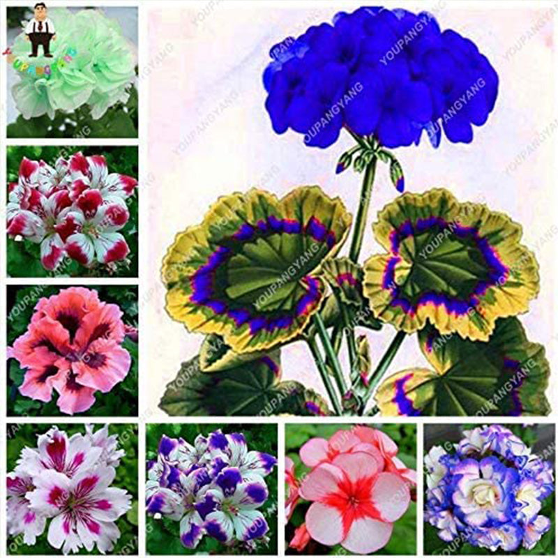 Geranium Flower Seeds for Planting Violet