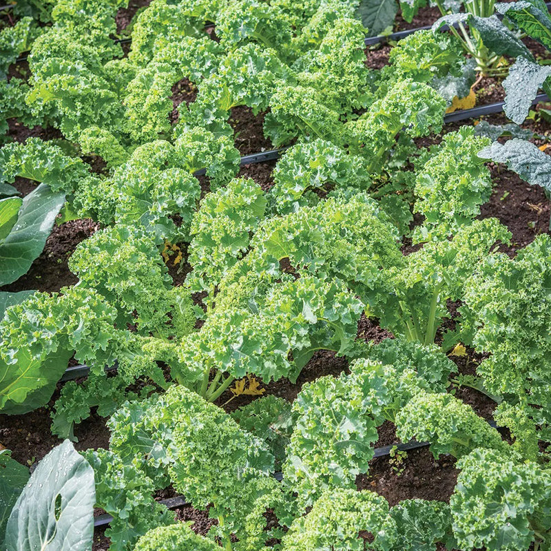 Col rizada, Prizm Híbrido