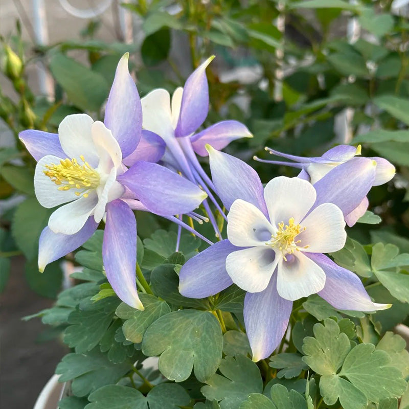 Columbine, Early Bird Blue & White