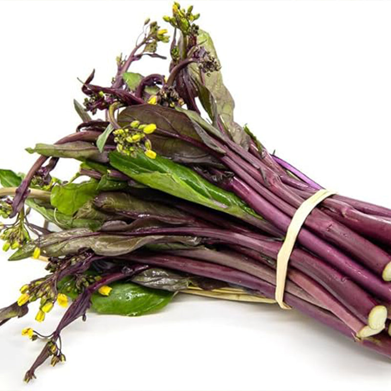Semillas de col rizada china roja, semillas de hortalizas para emplatar