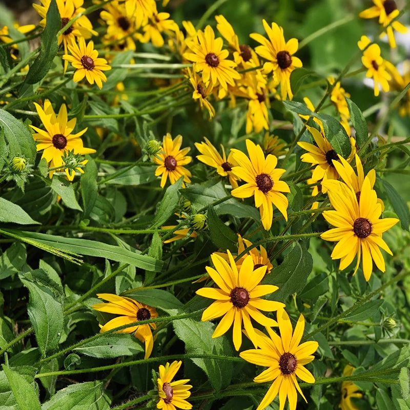 Black-Eyed Susan Seeds - Golden Yellow