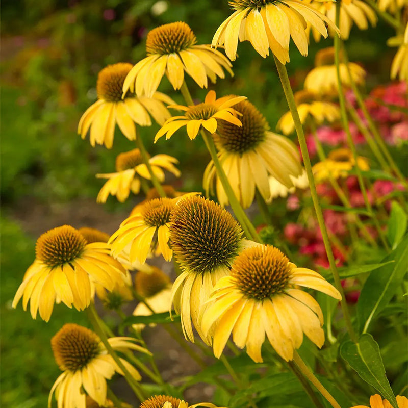 Echinacea, Sombrero Lemon Yellow