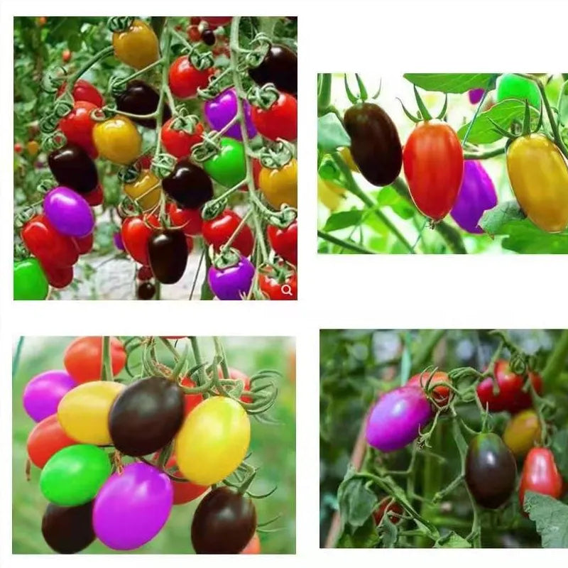 Semillas de tomates cherry de colores