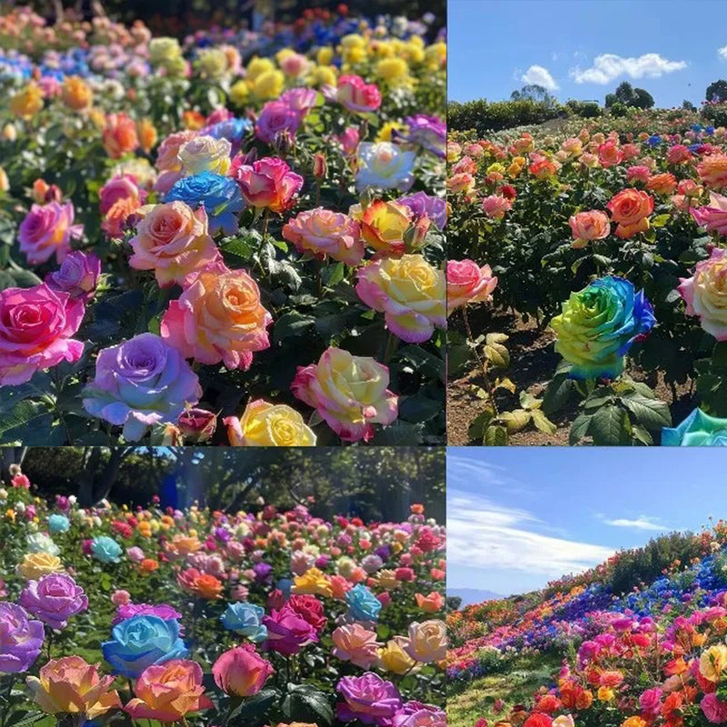 Semillas de rosas de colores variados