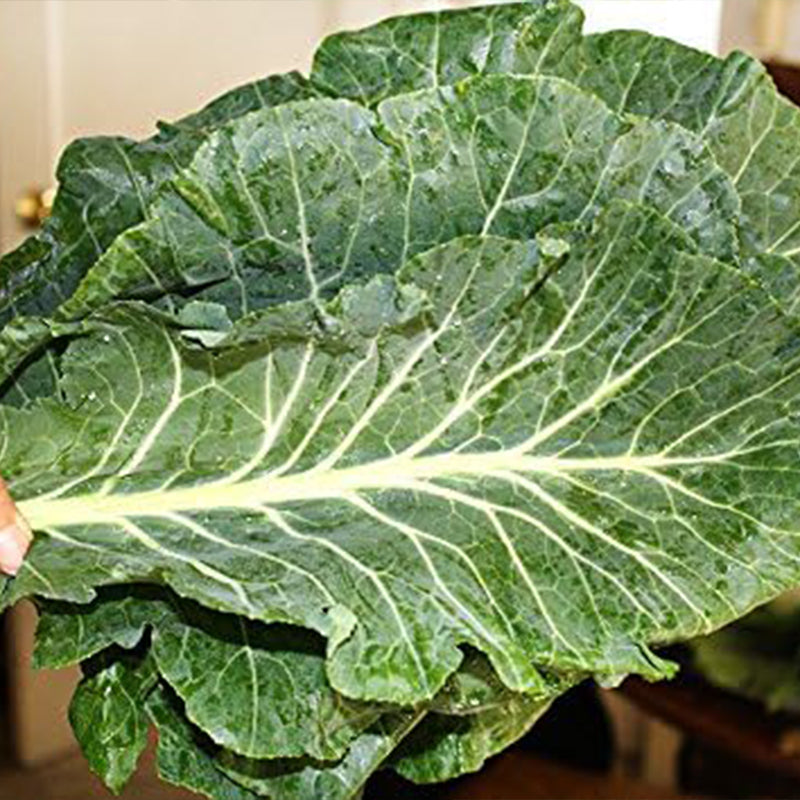 Semillas de berza gigante del sur de Georgia Hierbas berzas