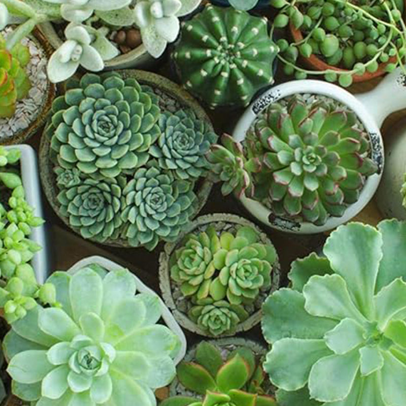 Semillas de suculentas raras de colores variados Planta de flores de bonsái para jardín y hogar