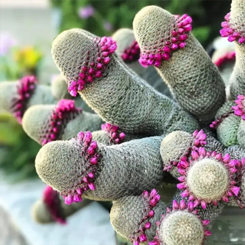 The Mammillaria Matudae Cactus Flower Plant Seeds