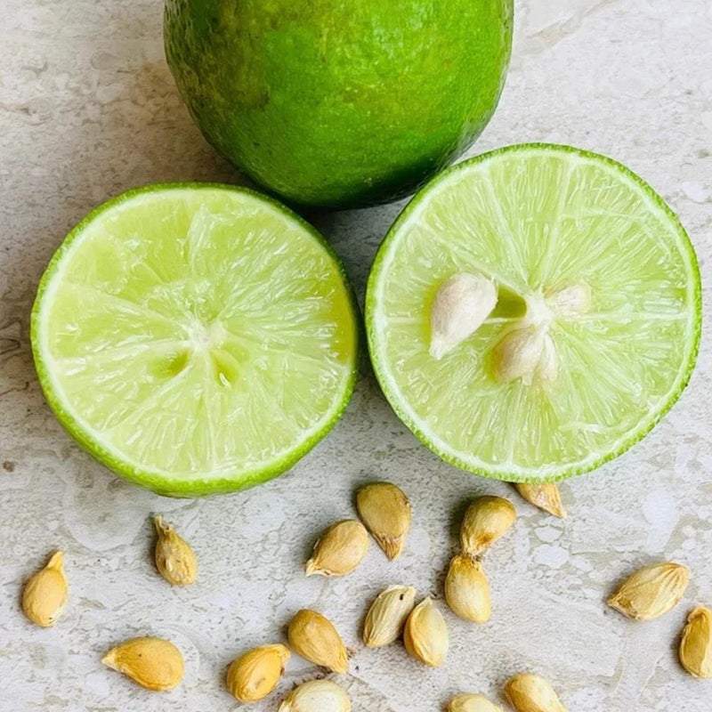 Key Lime Seeds for Planting Home Gardening, Rare Fruit Seeds
