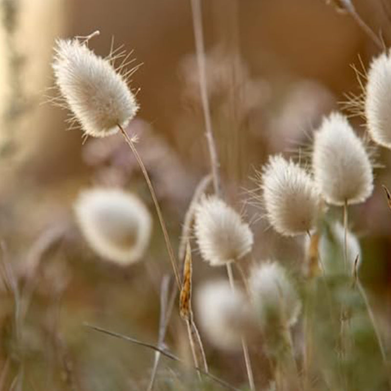 Semillas de hierba ornamental de cola de conejo para plantar, flores secas, manualidades, Lagarus ovatus