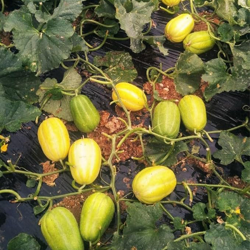 Semillas de melón coreano Chamoe Amarillo Blanco Melón oriental japonés Ginkaku Makuwa Fruta asiática de jardín