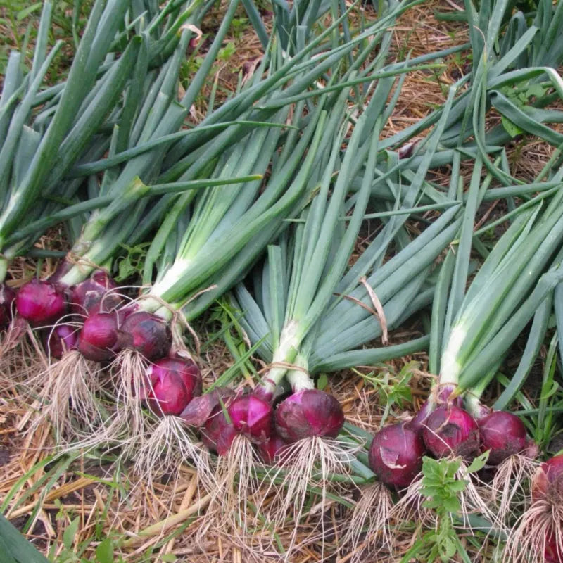 Purple Fruit Onion Vegetable Seeds