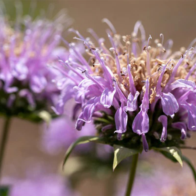 Bee Balm (Wild Bergamot Lavender)