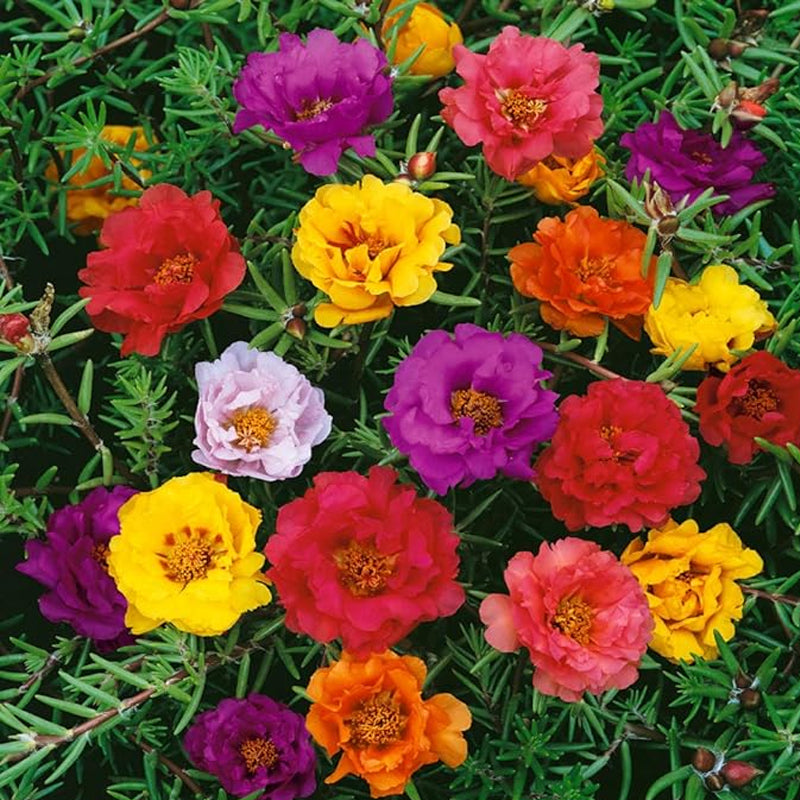 Annual Portulaca Moss Rose Ground Cover Seed Mix for Planting