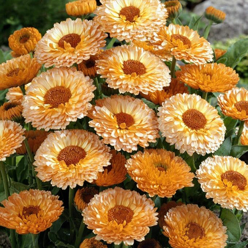 Annual Calendula Pink Surprise Pot Marigold Flower Seeds for Planting