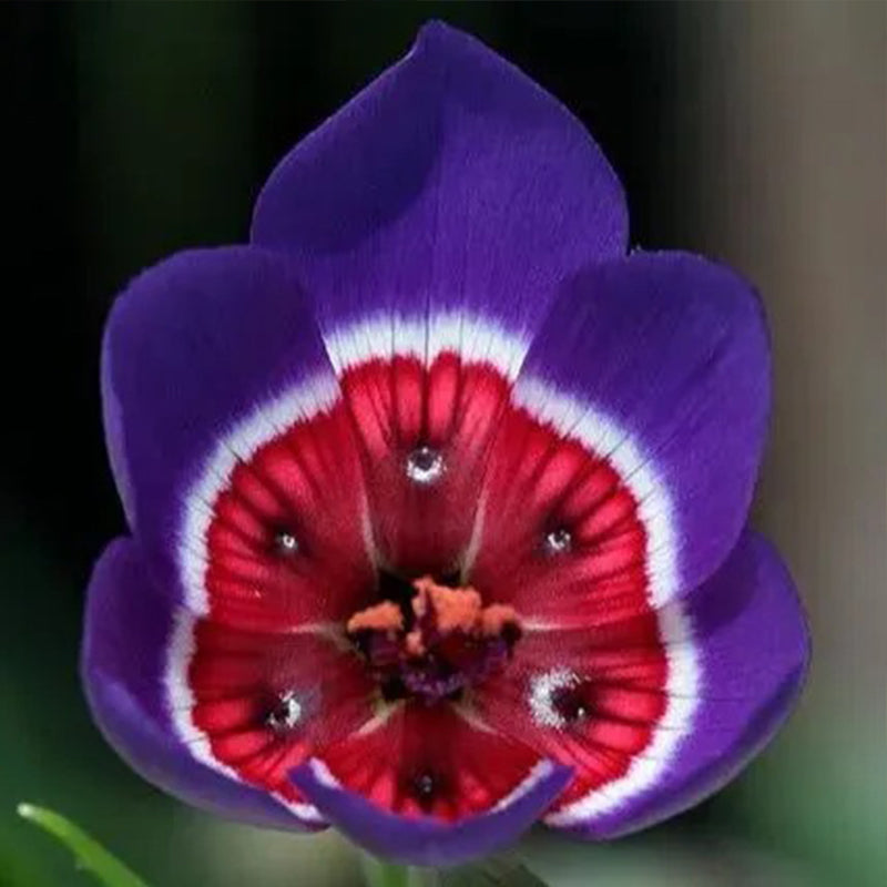 Radianes de Geissorhiza