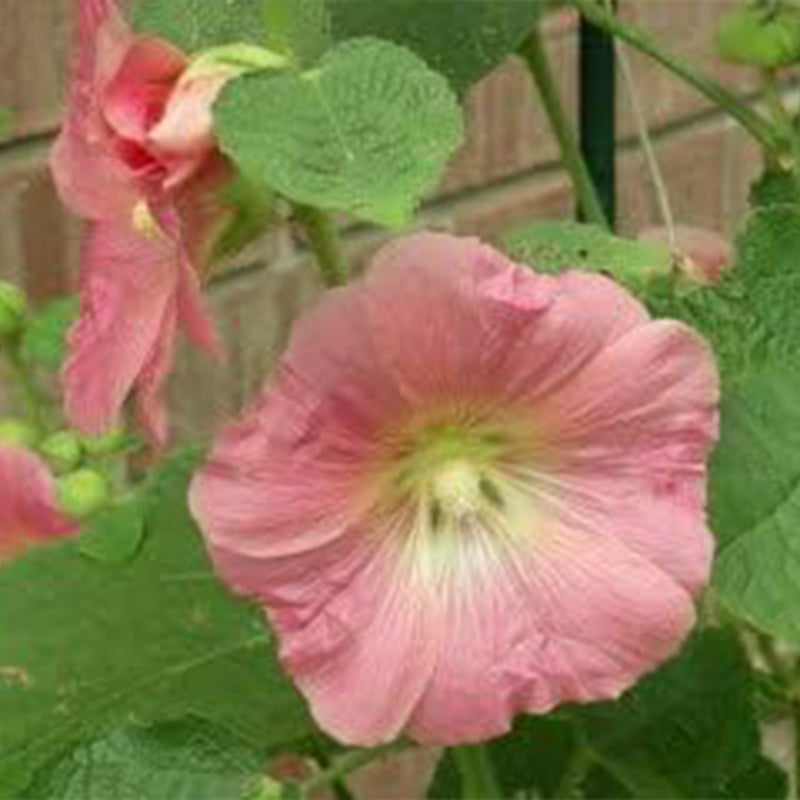 Mixed Colors Hollyhock Country Romance Mix Alcea Rosea Flower Seeds
